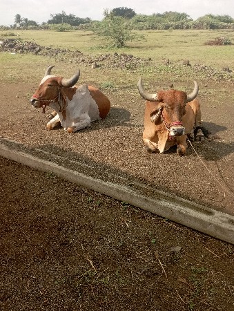 બળદ વેચવાના છે