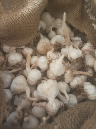 લસણ વેસવાનુ છે