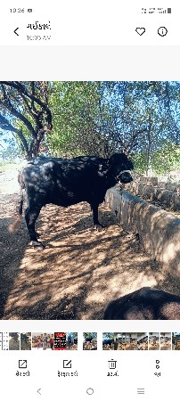 ગ