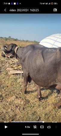 ભેંસ વેચવાની છે