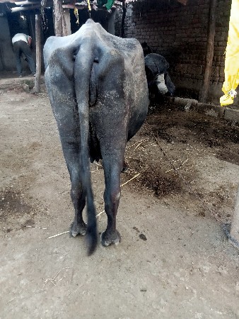 2 વેતર 20 દિવસની કાસી સે