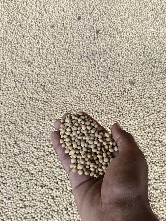 soyabean
