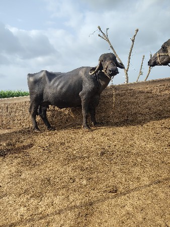 ભેંસ