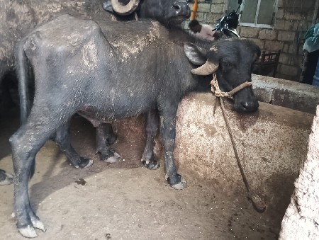આ  બેય પાડા વેચવાના છે