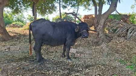 ભેંસ વેચવાની  છે.