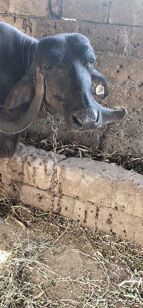 3 જું વેતર સે