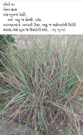 લીલી ચા