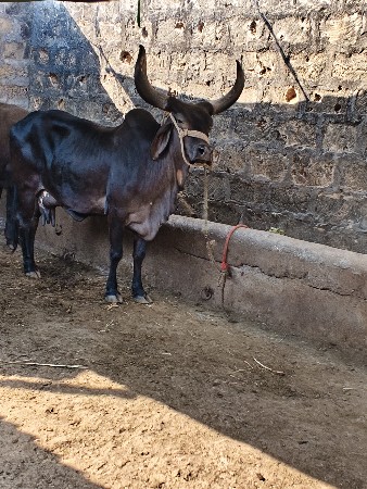 કારી ગાય વેચવાની છે નીચે વાસડી છે