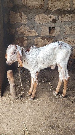 ગાય અને વોળકી દેવાની છે