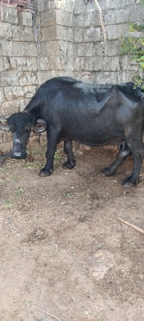 આ ભેંસ વેચવાની છે