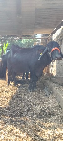 ભેંસ વેચવાની છે