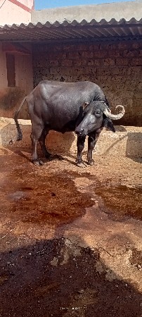 ભેંસ વેચવાની સે