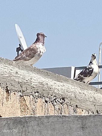 કબુતર વેચવાના છે બધી જ નંગ