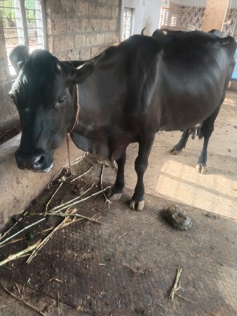 HF ગાય