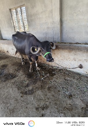 2 પારેથું ભેંસ વેચવાની છે