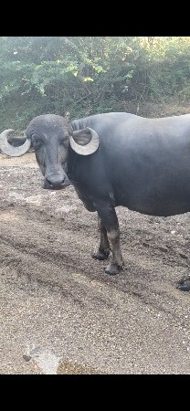 બીજુ વેતર ખડાય વેસવાની છે