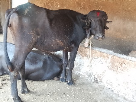 પાડીયુ વેચવાની યુ છે