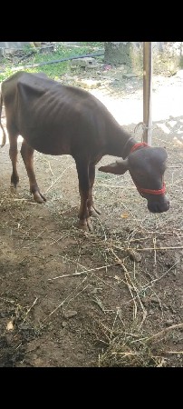 પાડી હાટાકરવા પાડા હારે