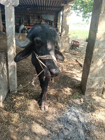 khadeli vechvani che