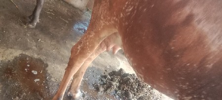 ગાય વેચવાની છે