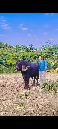 પાડો જાફરાબાદી