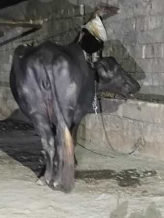 ભેંસ વેચવા ની છે...