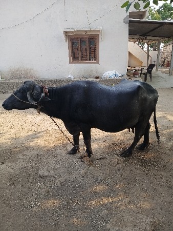 ભેંસ વેચવાની છે