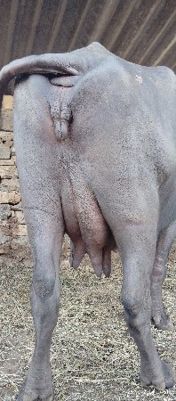 ભેંસ વેચવાની