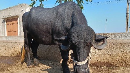 khadeli pelu vetar