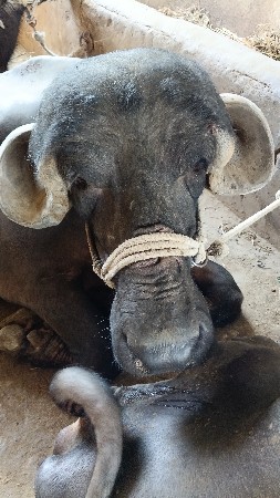 ભેંસ વેચવાની છે