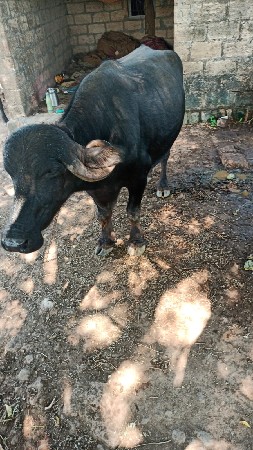 ભેંસ વેચવાની છે