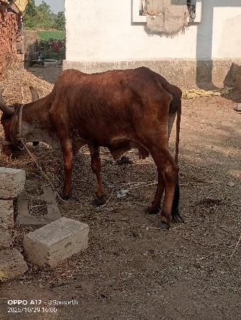 ગાય વેશવાનીછે