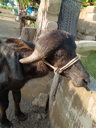 આ પાડો વેસવાનો સે