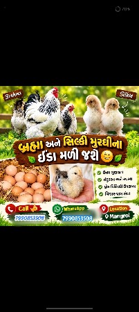 બ્રહ્મા ઈંડા મળી જશે