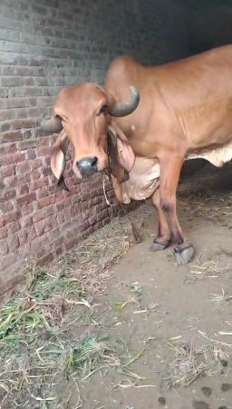 ગાય વેચવાની છે