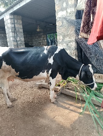 ગાય વેચવાની છે