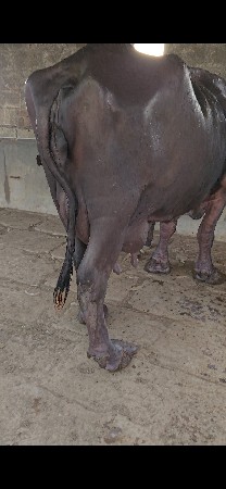 ભેંસ વેચવાની છે
