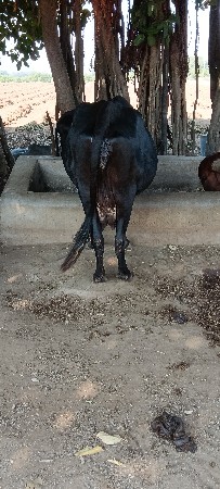 ગાય વેચવા ની છે
