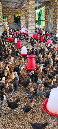 🐓 એ.કે દેશી ફાર્મ દેશી માલ 🐓