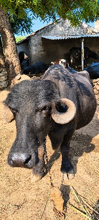 આ ભેંશ વેચવાની છે