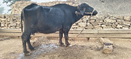 ભેંસ વેચવાની છે