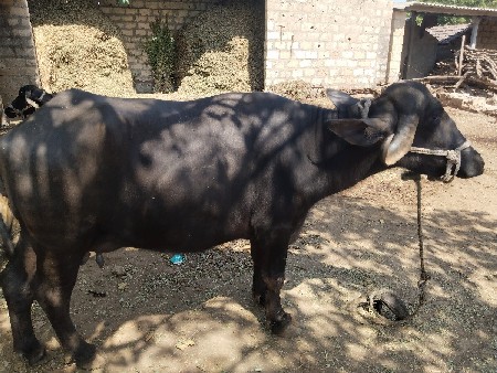 ભેંસ વેચવાની છે