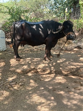 ભેસ