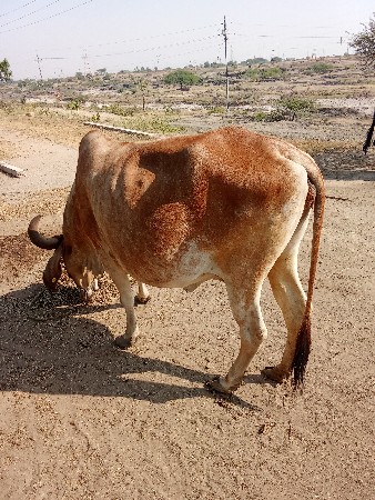 ગાય વેચવાની છે