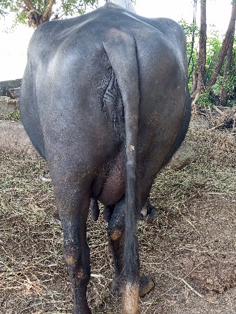 4 vyani che vechavani che