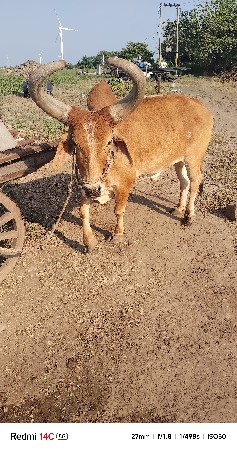 બળદ વેચવાના છે