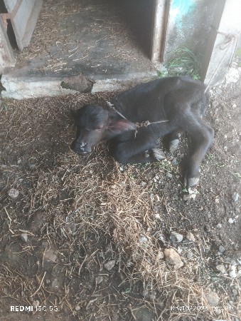 પાડો વેચવાનો છે