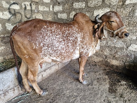 ગાય લેવી છે