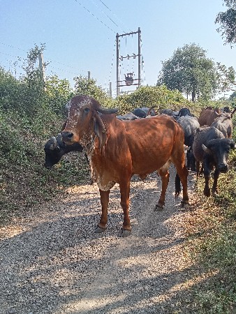 ગાય વેચવાની છે