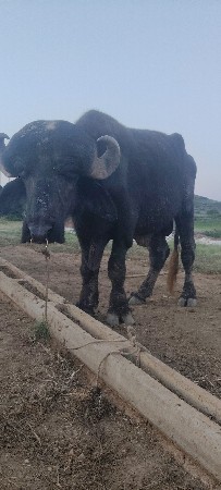 બધી જવાબદારી